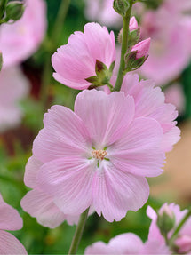 Sidalcea (Prairiemalva - Griekse Malva) Little Princess