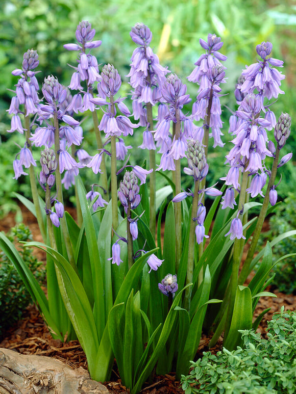 Spanish Bluebells Excelsior Blue (Boshyacinten)