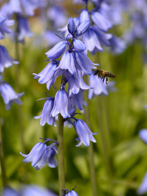 Spanish Bluebells Excelsior Blue (Boshyacinten)