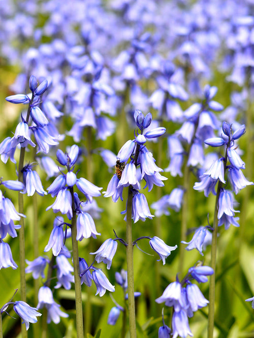 Kopen Spanish Bluebells Excelsior Blue (Boshyacinten)