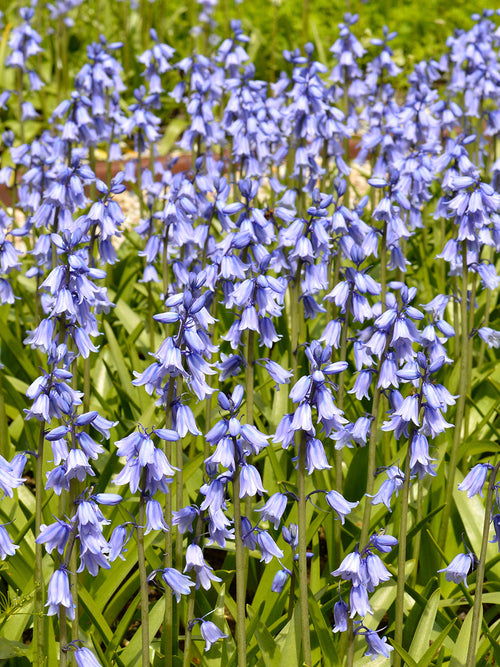 Kopen Spanish Bluebells Excelsior Blue (Boshyacinten)