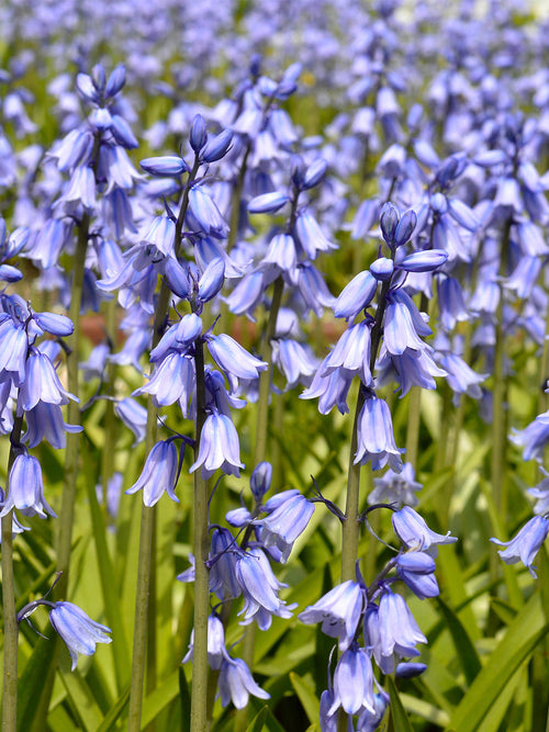 Spanish Bluebells Excelsior Blue (Boshyacinten)