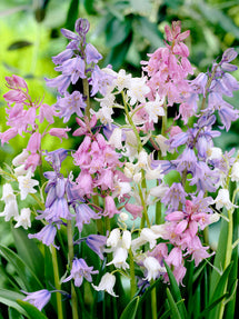 Spanish Bluebells Mix (Boshyacinten)