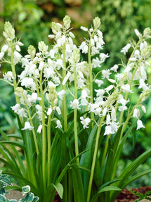 Spanish Bluebells White City (Boshyacinten)
