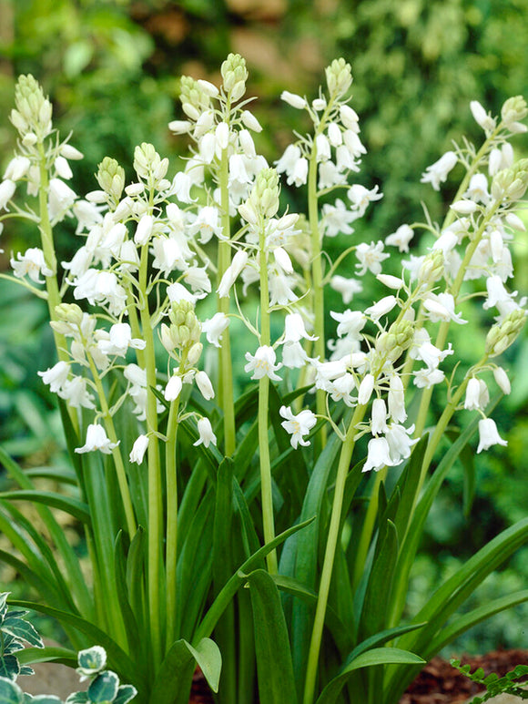 Spanish Bluebells White City (Boshyacinten)