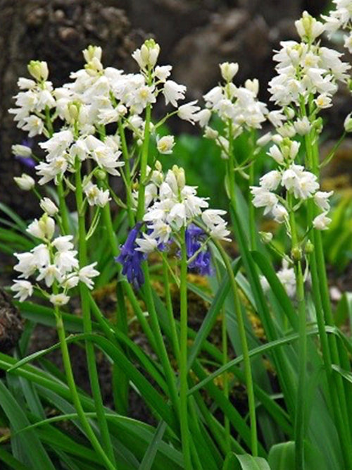 Spanish Bluebells White City (Boshyacinten)