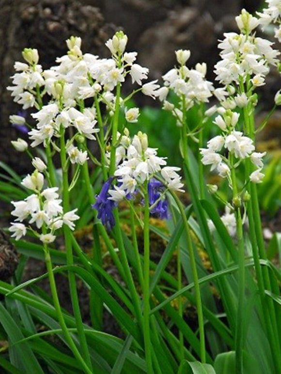 Spanish Bluebells White City (Boshyacinten)