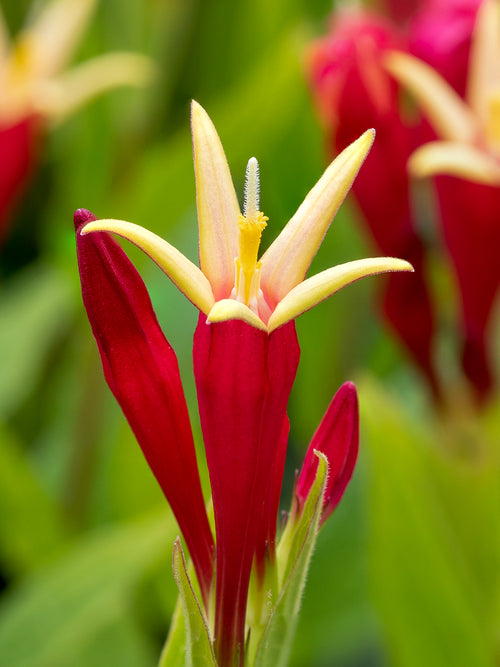 Spigelia marilandica 'Little Redhead' wortels kopen, planten in het voorjaar