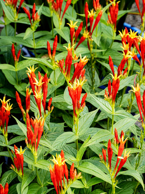 Spigelia marilandica 'Little Redhead' vaste plant voor zon en halfschaduw