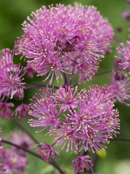 Thalictrum My Little Favourite Ruit Vaste Planten