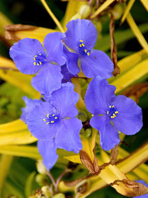 Eendagsbloem (Tradescantia) Sweet Kate