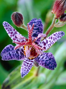 Tricyrtis Blue Wonder (Paddenlelie)