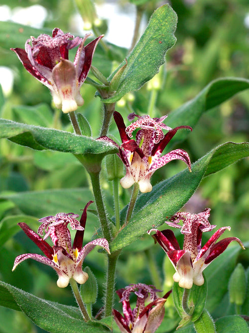 Tricyrtis Raspberry Mouse (Toad Lily)