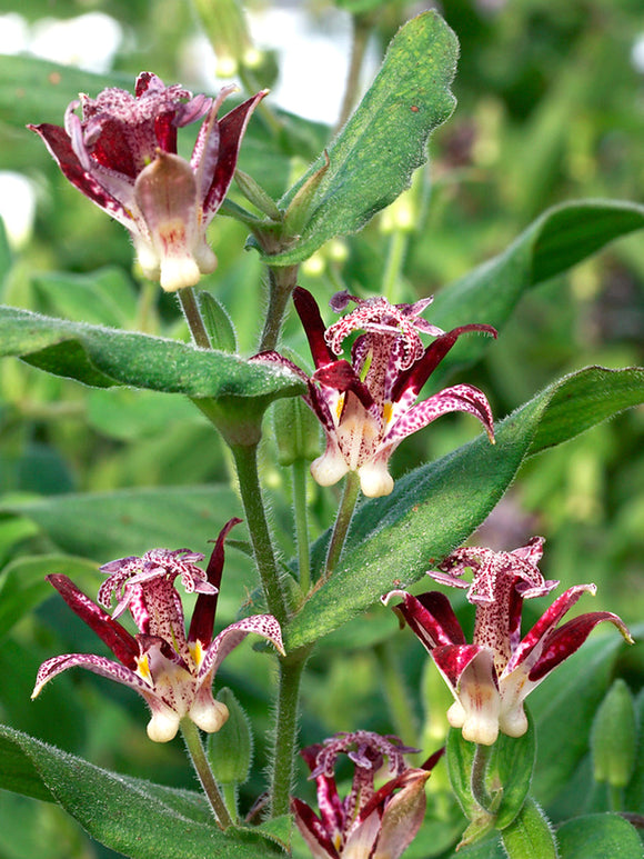 Tricyrtis Raspberry Mouse (Toad Lily)