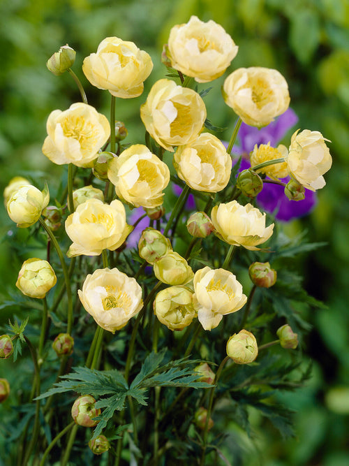 Trollius 'Cheddar' met botergele bloemen