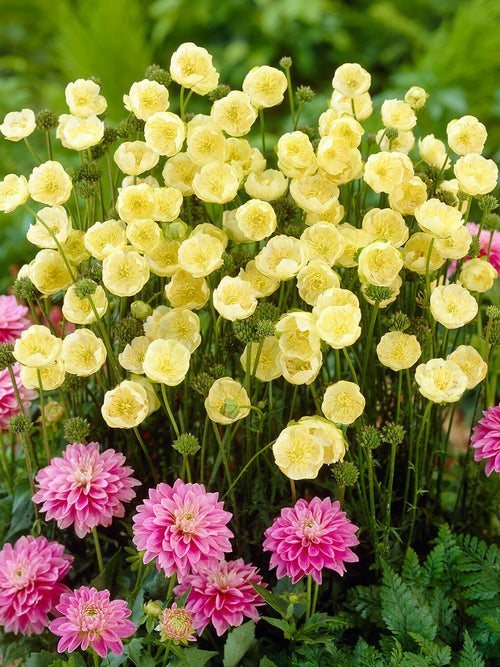 Botergele bloemen van Trollius 'Cheddar'