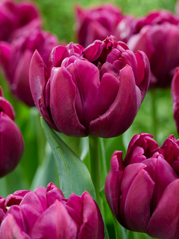 Dubbele vroege tulp Alison Bradley in bloei
