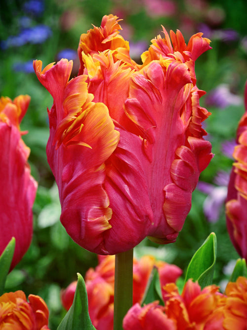 Tulip Bulbs Amazing Parrot DutchGrown™