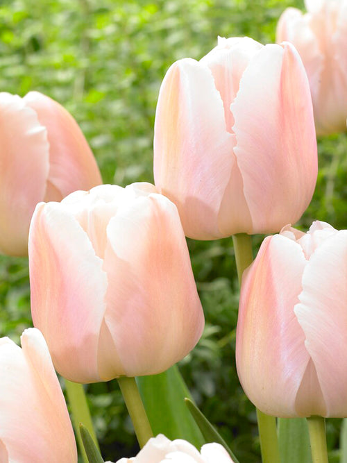 Tulp Apricot Pride bloembollen