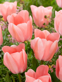 Tulp Bella Blush