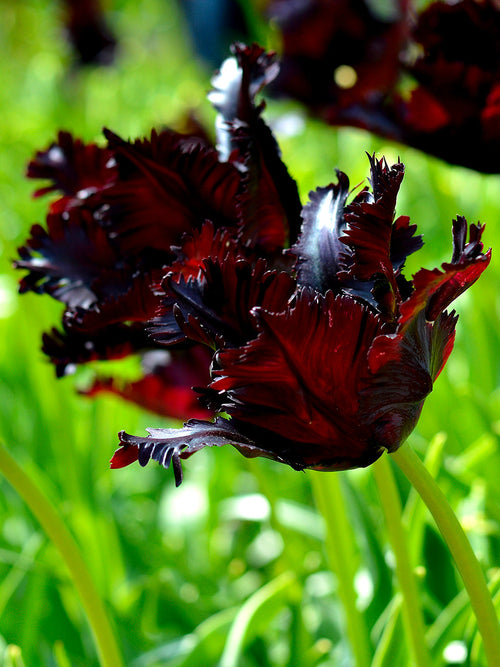 Tulp Black Parrot