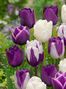 Tulp Blueberry Snow Collection