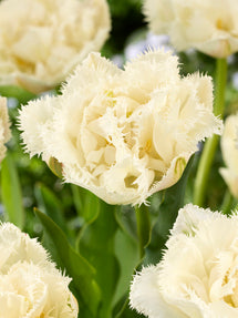 Tulp Boot Camp