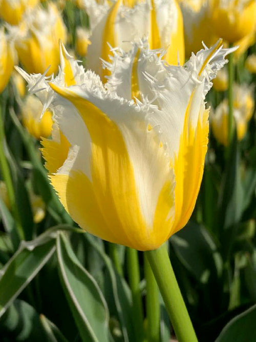 Kopen Tulp Burning Flame