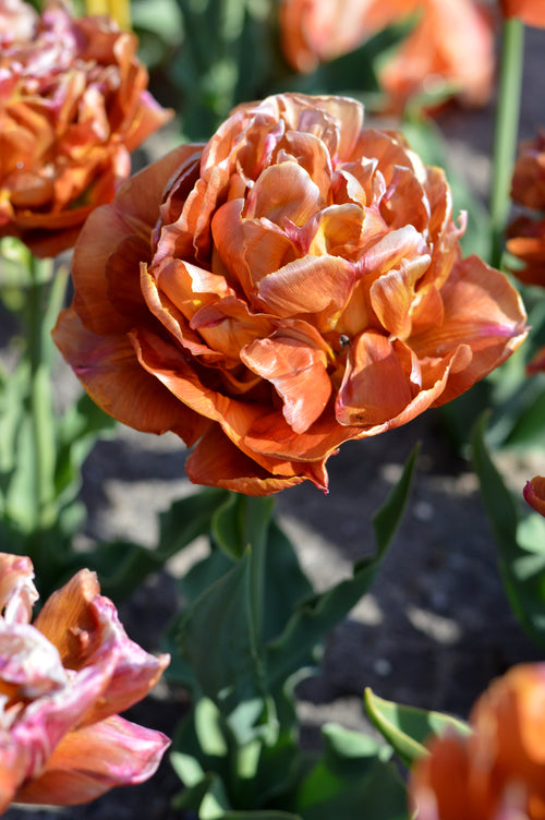 Dubbele tulp Caramel in bloei in de lentetuin