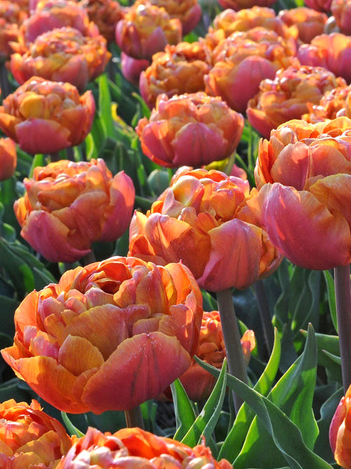 Snijbloemen van Tulp Caramel in vaas