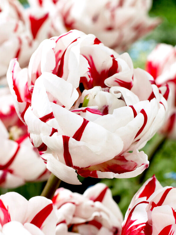 Tulip carnival de nice Flower Bulbs