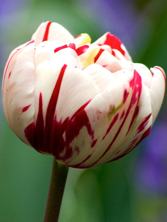 Tulip carnival de nice Flower Bulbs