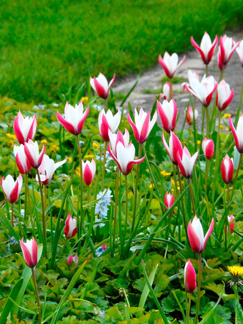 Tulip Clusiana Peppermint Stick