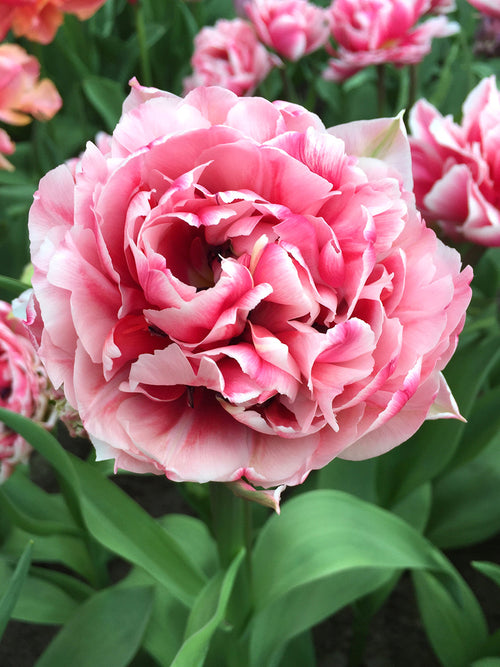 Tulipa Columbus - DutchGrown Flower Bulbs