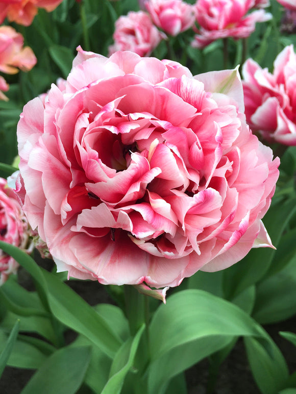 Tulipa Columbus - DutchGrown Flower Bulbs