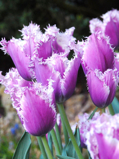 Buy tulip bulbs cummins