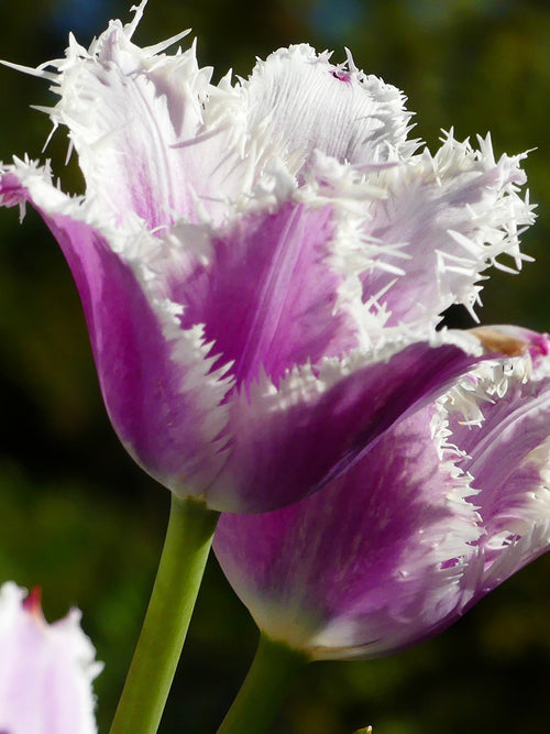 Buy tulip bulbs cummins