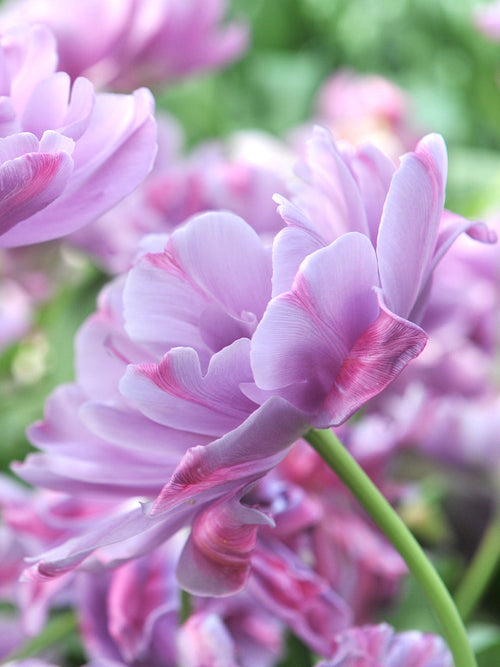 Tulp Dancing Passion