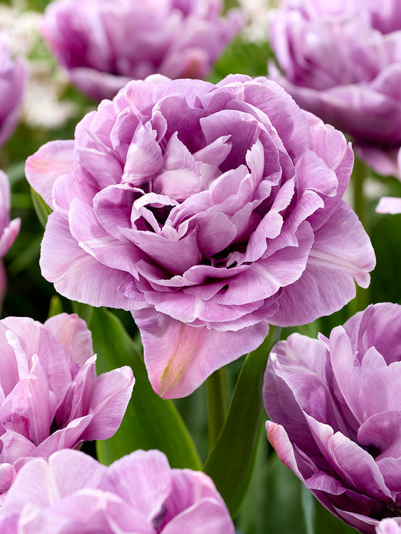 Tulp Dancing Passion