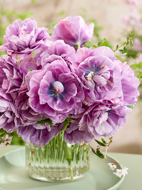 Tulp Dancing Passion