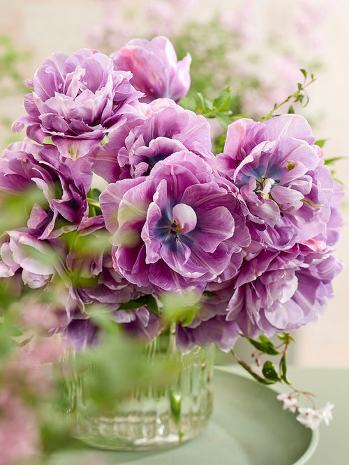 Tulp Dancing Passion