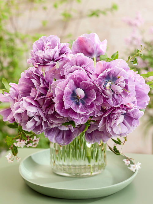 Tulp Dancing Passion