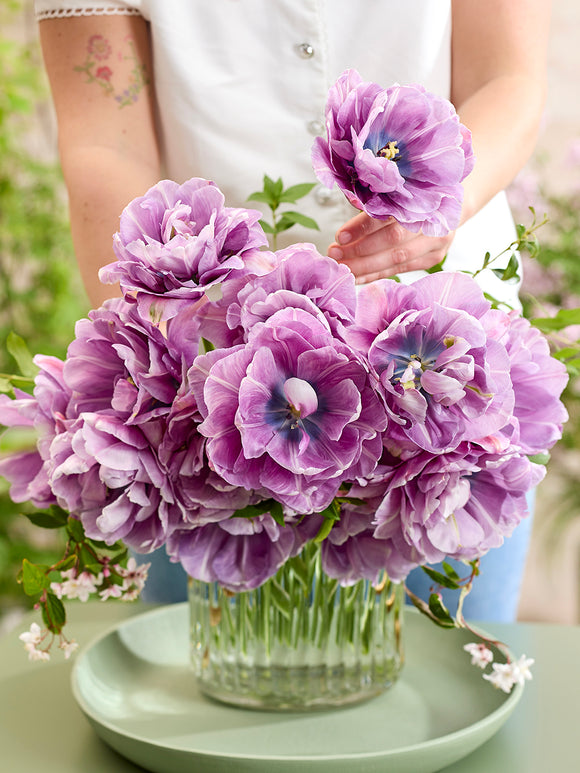 Tulpenbollen Dancing Passion