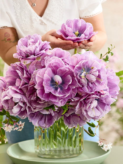 Tulpenbollen bestellen Dancing Passion