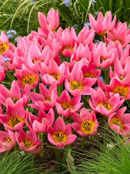 Roze botanische tulp close-up
