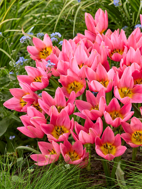 Tulipa Daniella in bloei