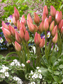 Tulp Danique