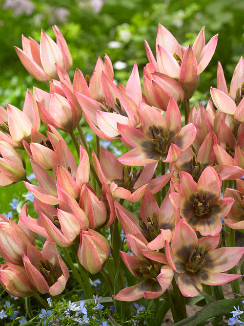 Tulp Danique in rotstuin met andere voorjaarsbollen
