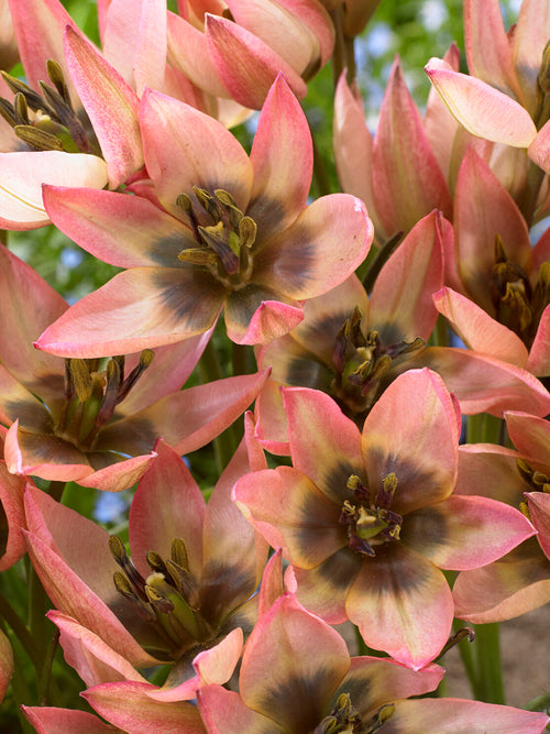 Close-up van Tulp Danique met rosé tinten en gele accenten