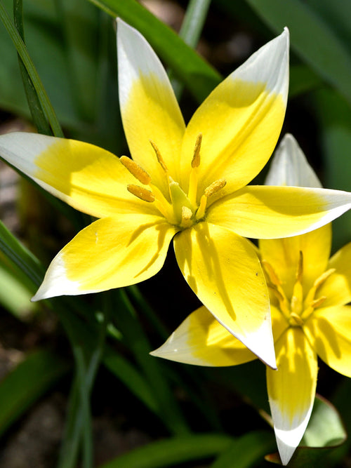 Tulpen Dasystemon Tarda - Bloembollen